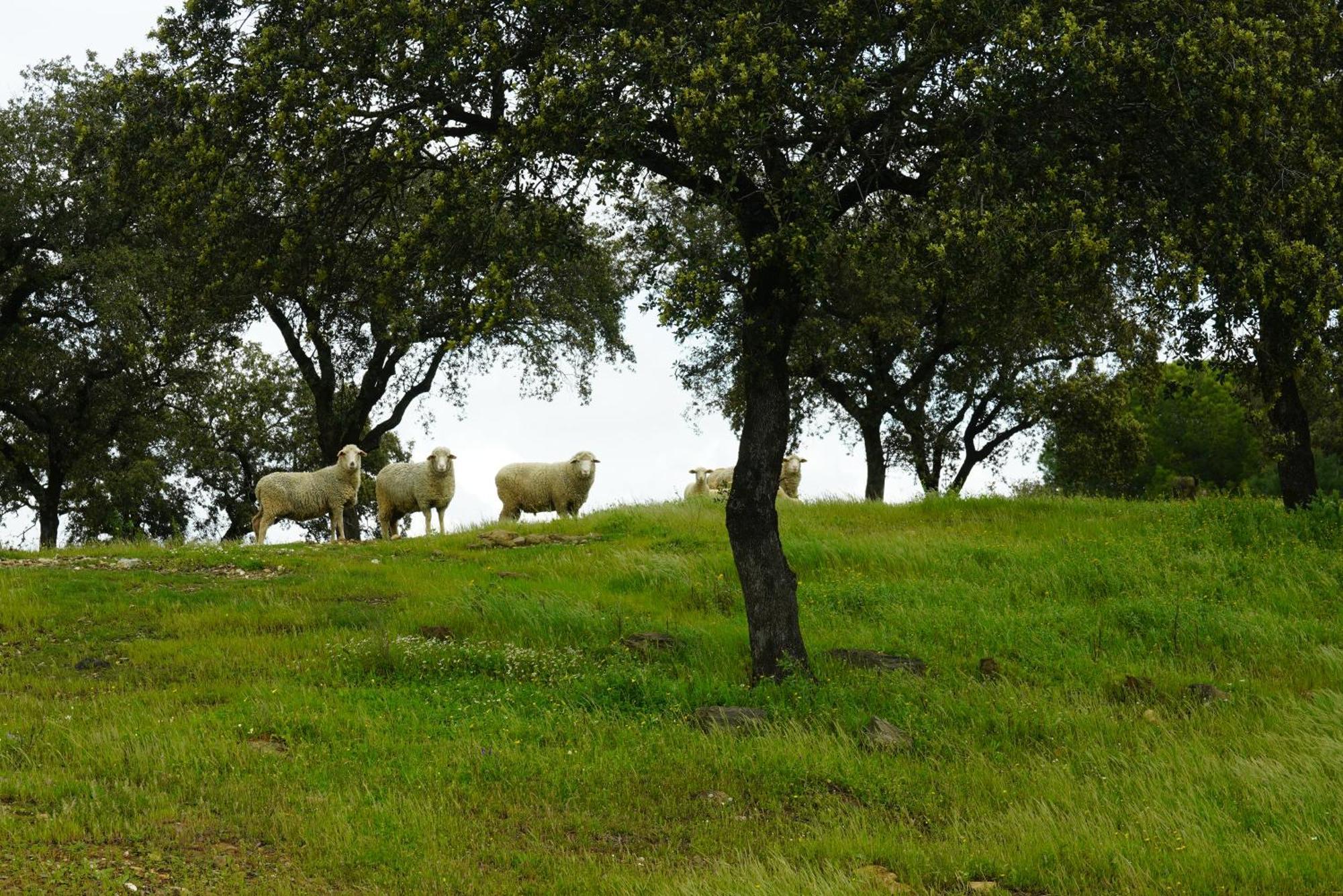 Vila Origen Andevalo Calanas Exteriér fotografie